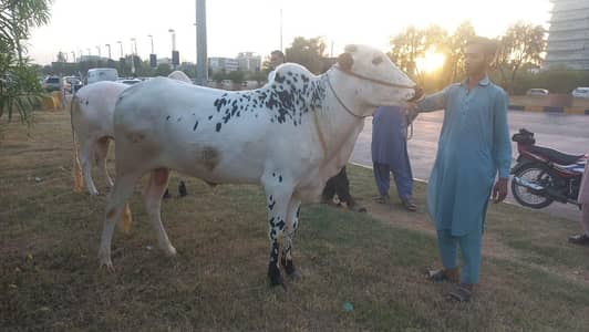 Pure Desi Fateh Jangi Nasal