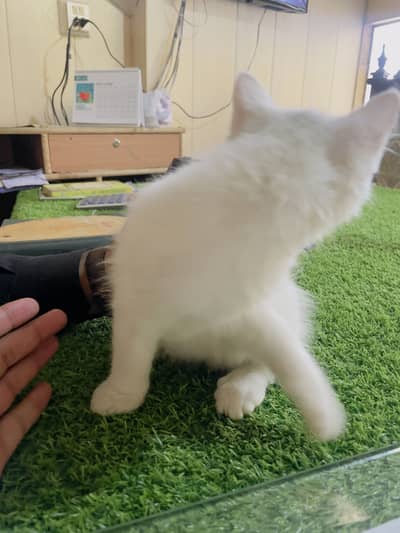 Persian kitte