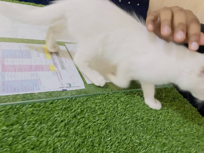 Persian kitte 1