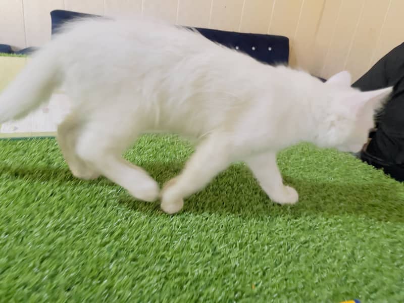 Persian kitte 2