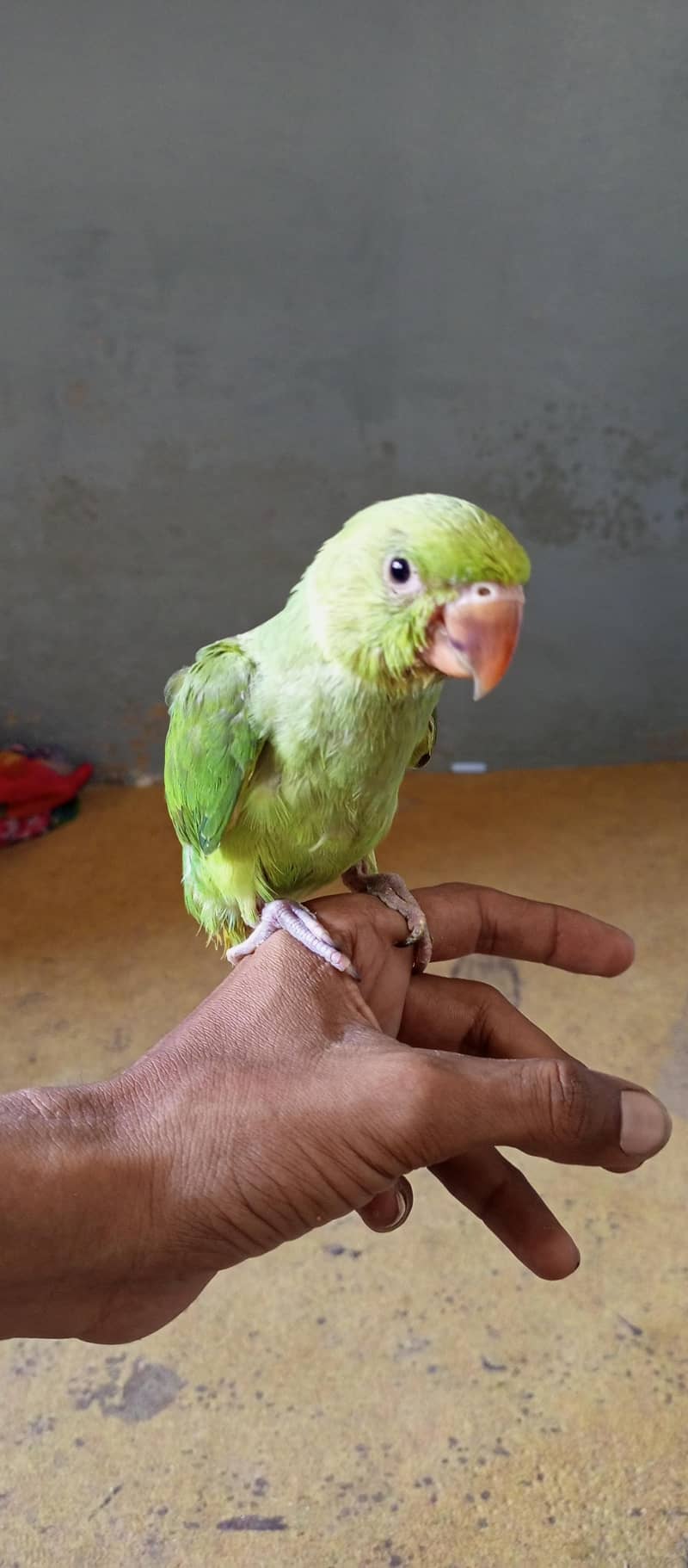 parrot 0
