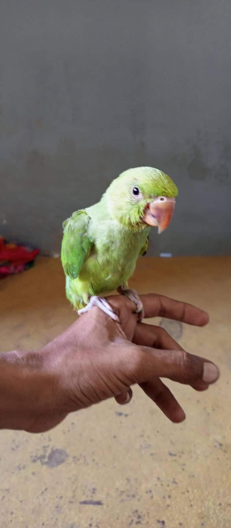 parrot 1