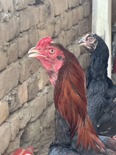 Aseel mianwali and lasani