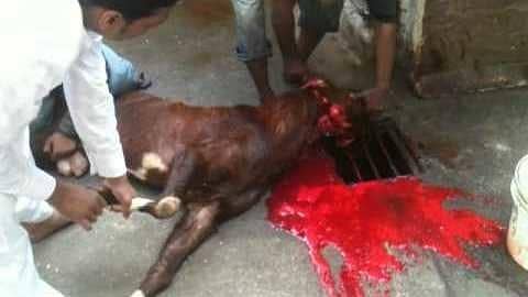 Qurbani Services Available Lahore Only