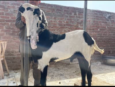 Healthy White,black beautiful Bakra for Qurbani 2 dant