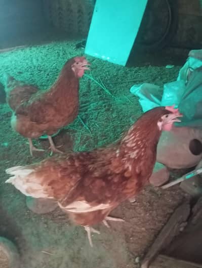 2 egg laying hens for sale