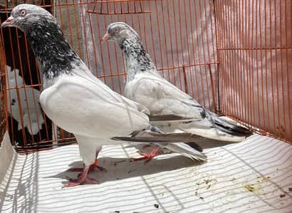 golden bredr pair for sale