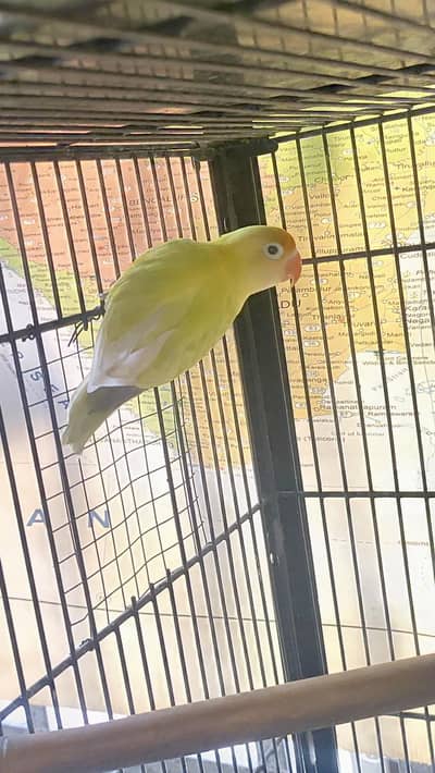 Love Bird Male and Red eyes Budgie for sale