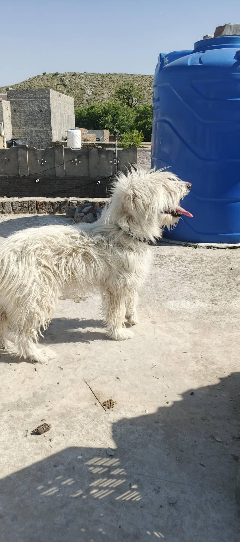 poodle 0