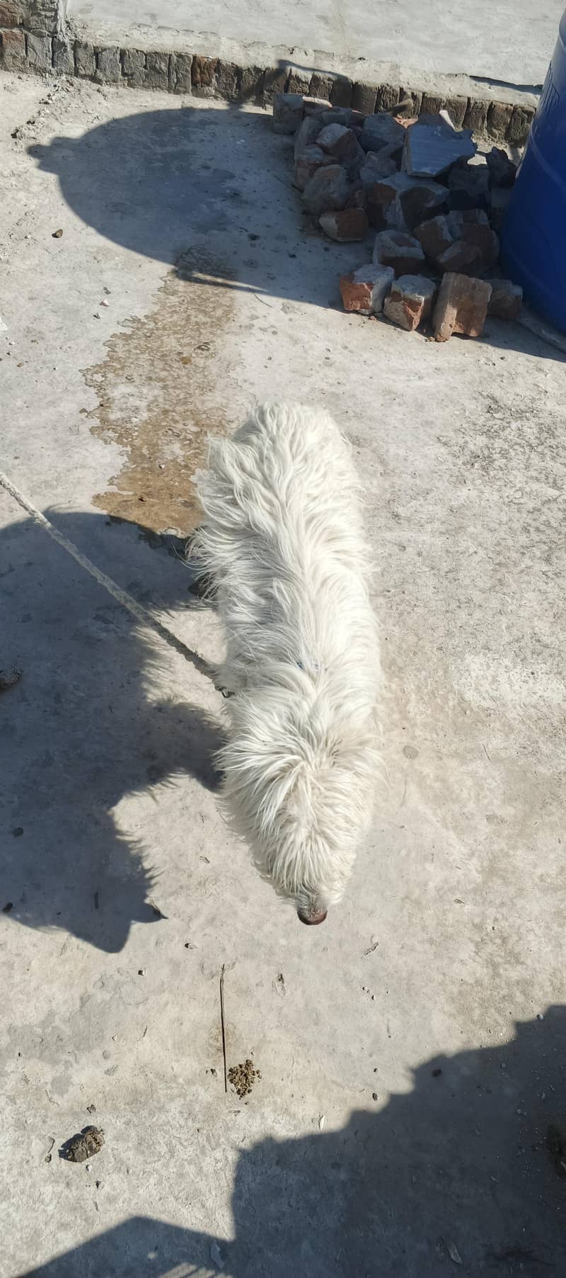 poodle 1