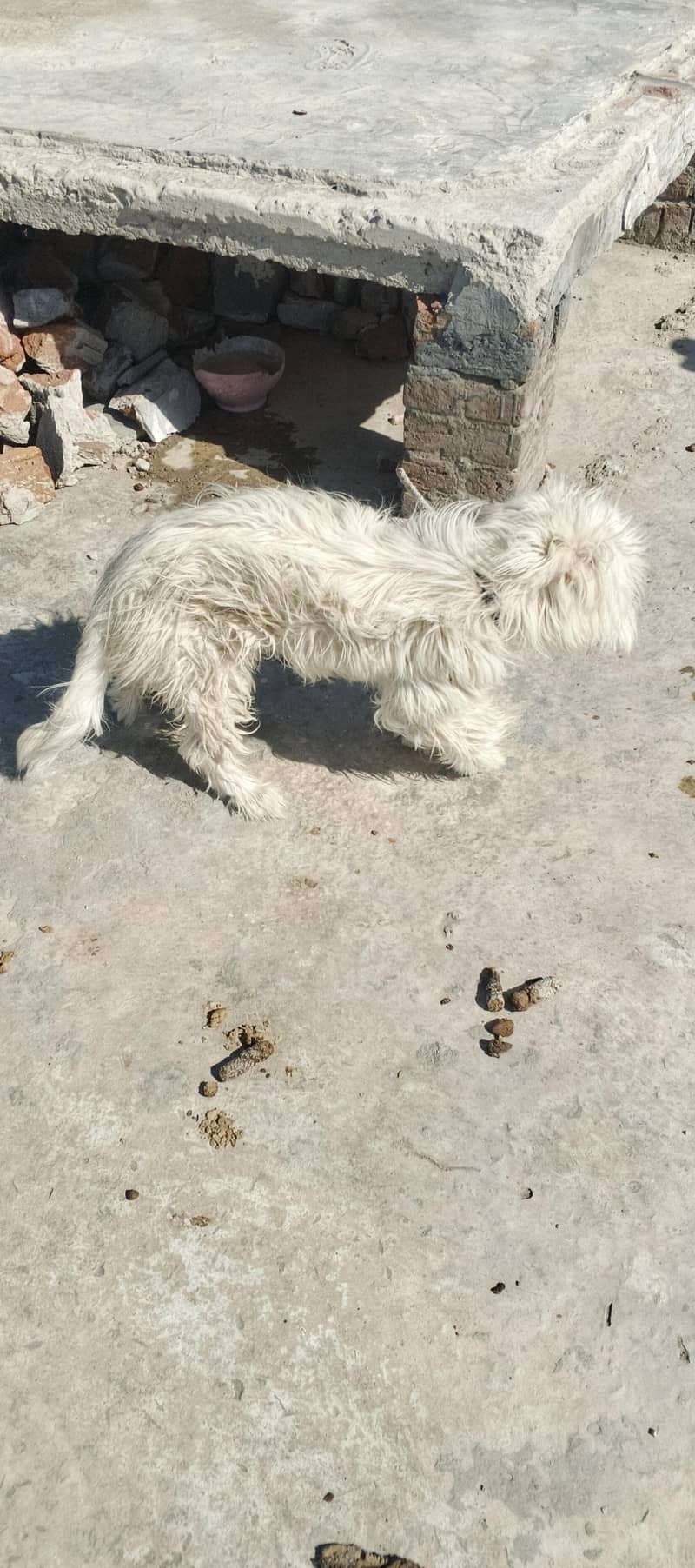 poodle 2