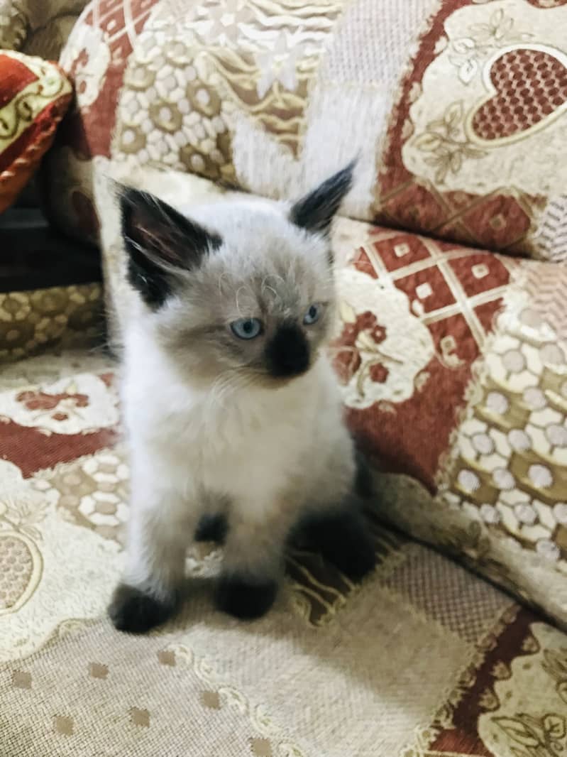 Birman cat 0