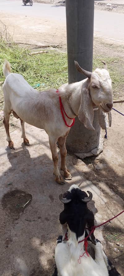 Qurbani k bakre