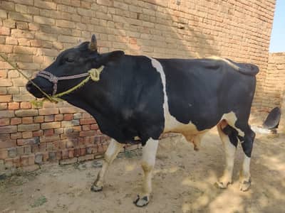 Qurbani Bull | Bachra | Wacha | 2 Dant Bull | Bull For sale