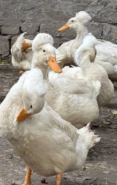 Fancy Duck , Crested duck , Ducklings