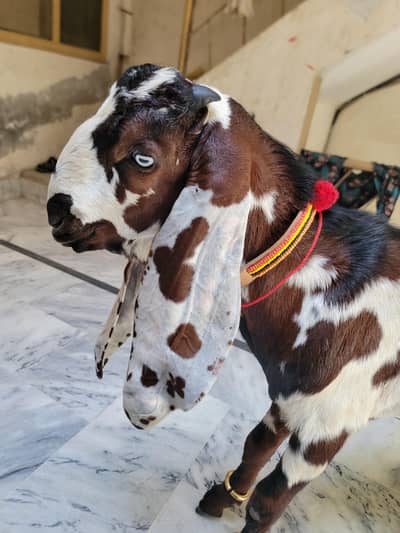 pur dasi janwe for sell