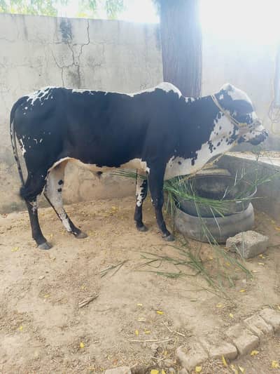 qurbani bail for sale