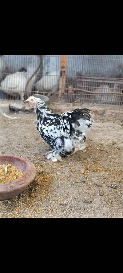 molted bantam quality female