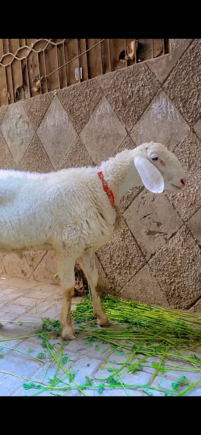 Dumba Pakka kheera white