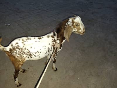 Bakra