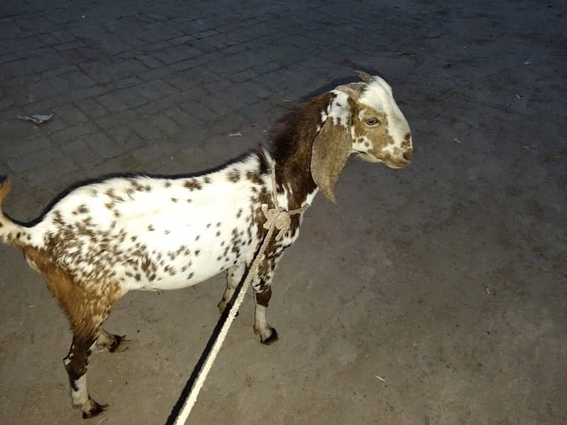 Bakra 0