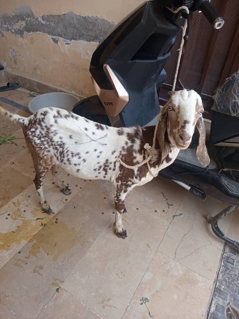 Bakra 1