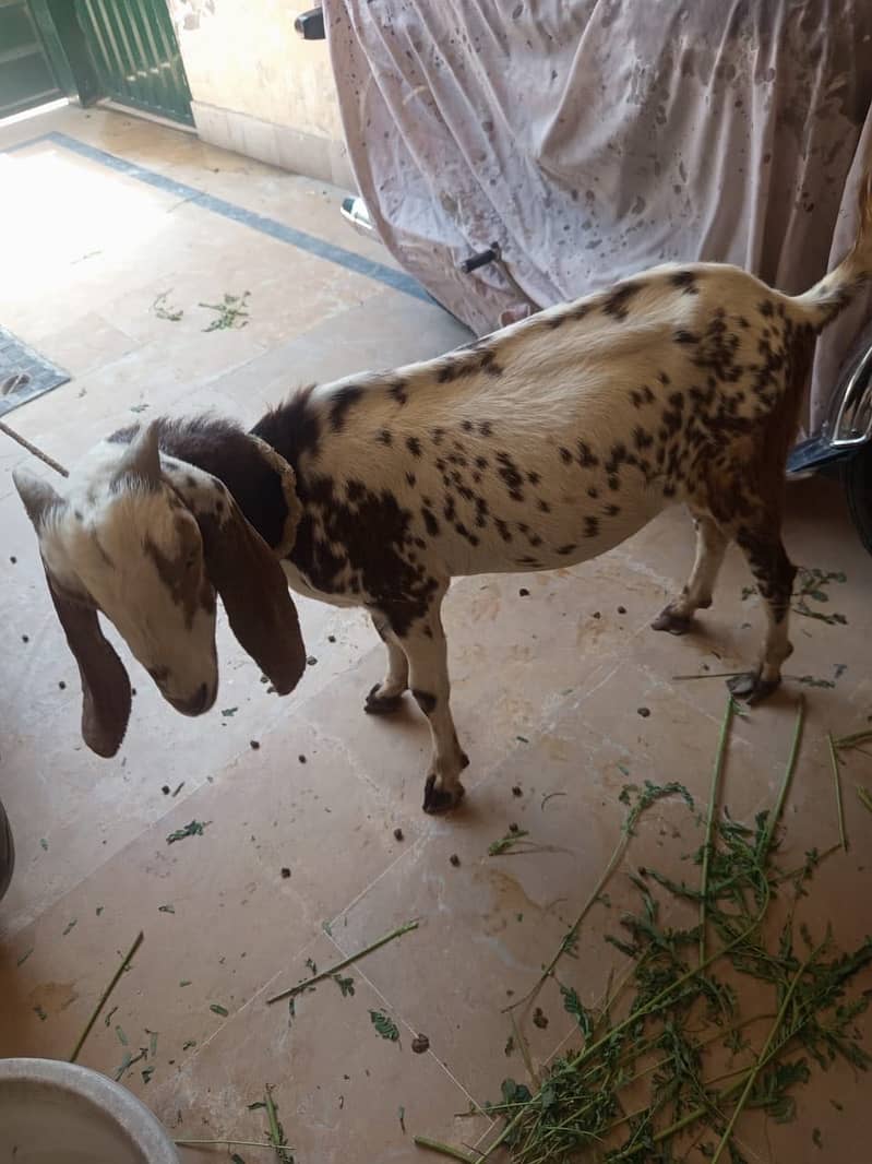 Bakra 3