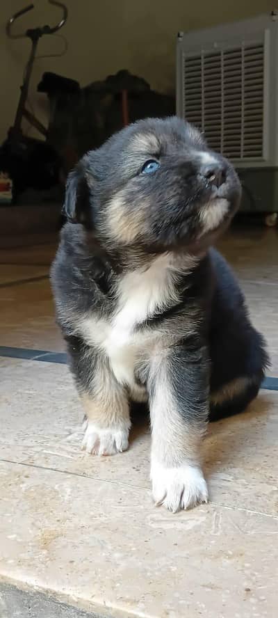agouti husky
