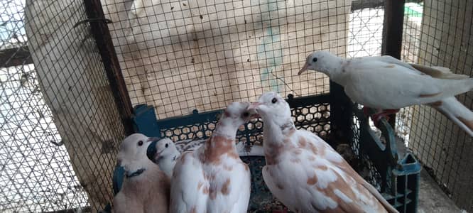 Doves for sale