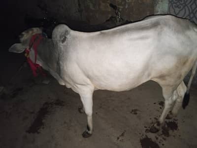 2 DANT BACHRA FOR SALE GHAR KA BACHRA HAY