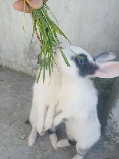 Dutch Breed hai pure urgent sale