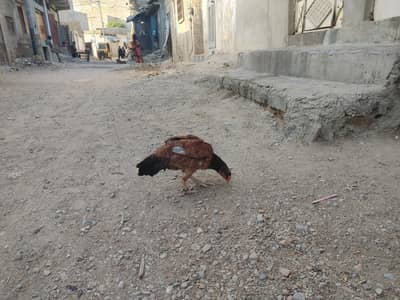 asil hen