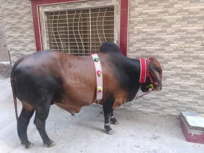 Big Cow Vera.