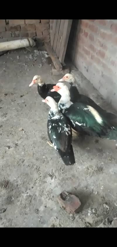 Muscovy ducks