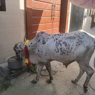 Bull / Bachra / Wacha / Desi bachre / Qurbani ka janwar /Qurbani 2026