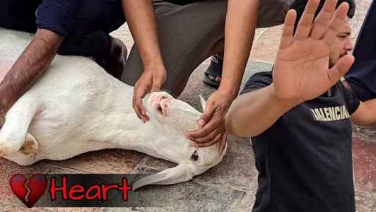 qasai available only for Bakra