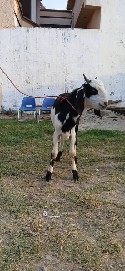 PHARI BAKRA