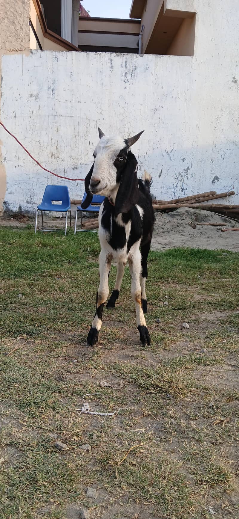 PHARI BAKRA 1