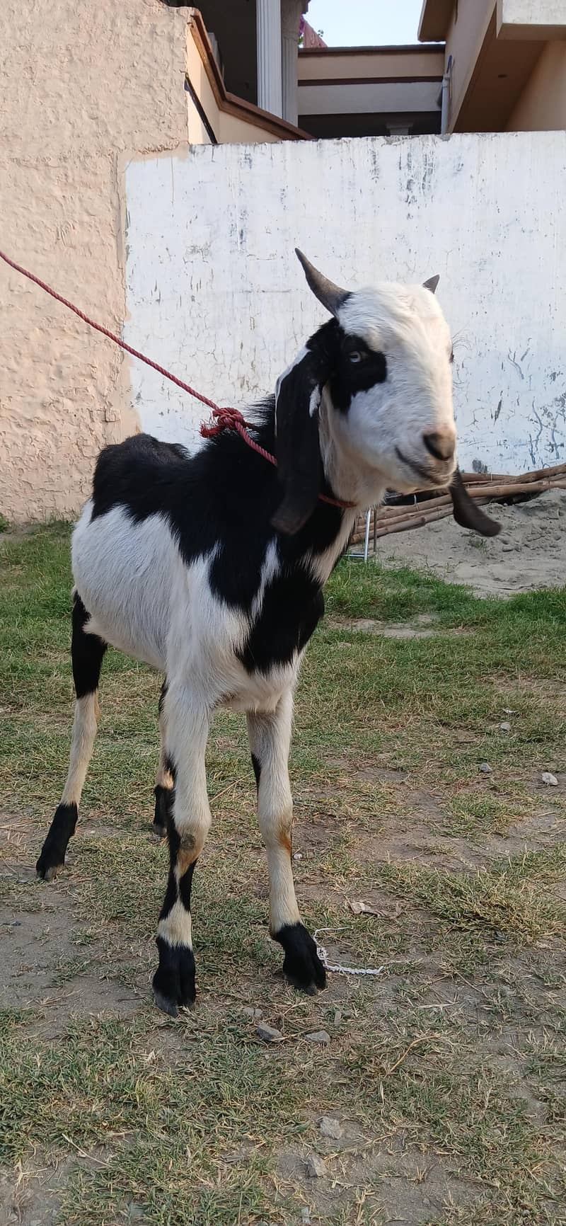 PHARI BAKRA 2