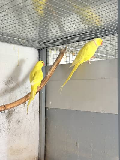 Yellow RN breeder pair
