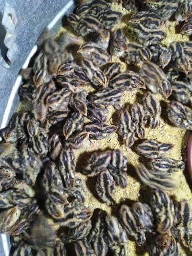 Batari chiks . . .  and duck  chik for sall