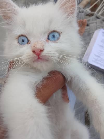 beautiful long hair triple coat Persian kitten