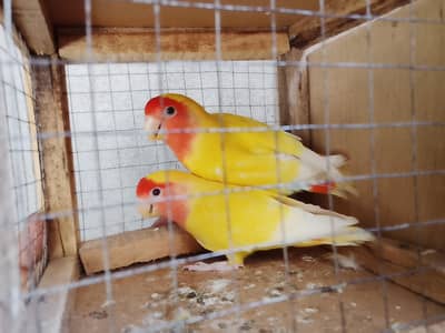 All Confirm Breeder Pairs For Sale
