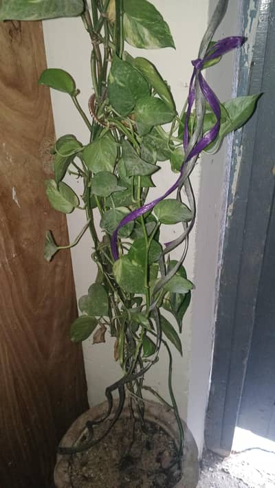 money plant
