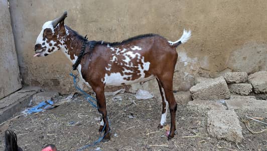 4 dant nar Bakra for QUARBANI