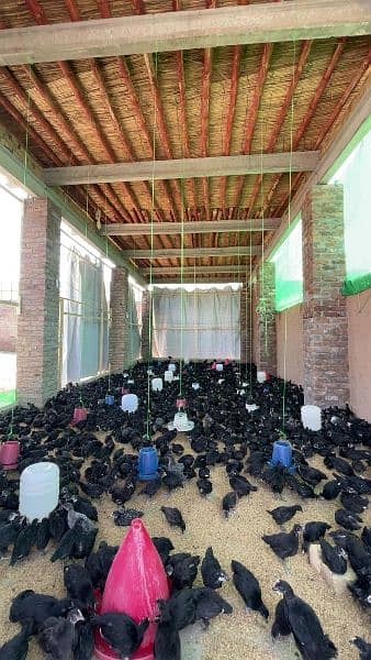 Australorp chuza