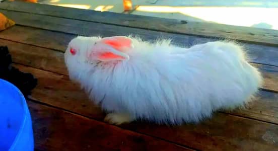 breeder angora crossed male rabbit