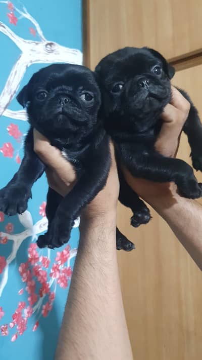 Premium Quality Pug puppies available for sale