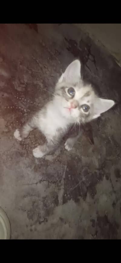 Persian kitten