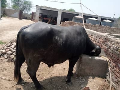Buffalo